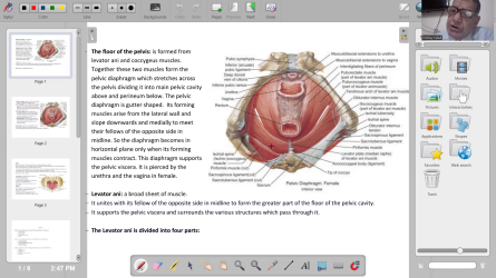 anatomy of female pelvis pelvic diaphragm levator ani.mp4
